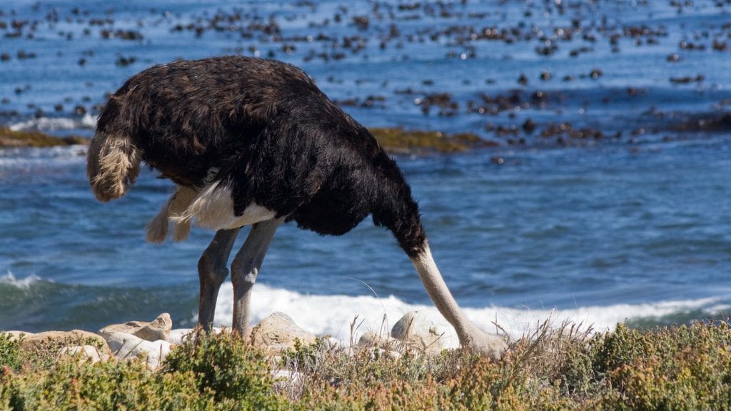 Ostrich bending its head down near shoreline rocks by the ocean.