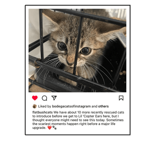 A screenshot of an Instagram post from @flatbushcats